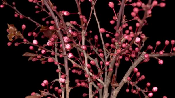 Flores Rosa Florece Las Ramas Cerezo Fondo Oscuro Tiempo Caducidad — Vídeos de Stock