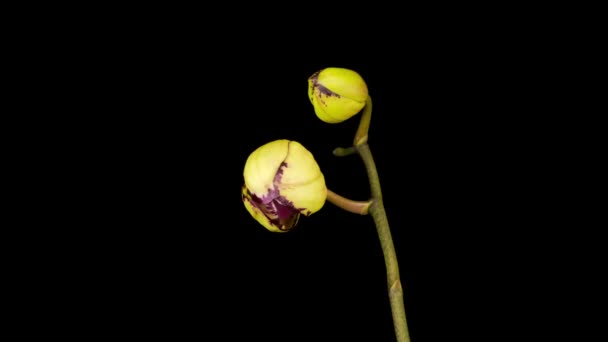 Blommande Gul Magenta Orkidé Phalaenopsis Blomma Svart Bakgrund Tidsförskjutning Negativt — Stockvideo