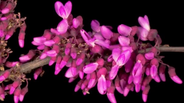 Прекрасний Часовий Лапсе Квітки Юди Відкриття Червоних Квіток Cercis Siliquastrum — стокове відео