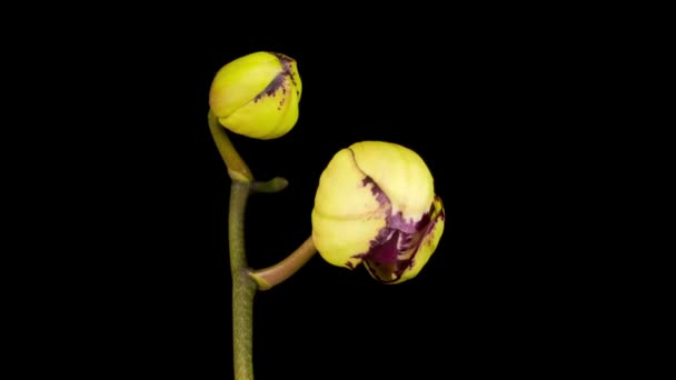 Kwitnący Żółty Magenta Orchidea Kwiat Phalaenopsis Czarnym Tle Czas Ucieka — Wideo stockowe