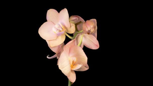 Fleur Phalaenopsis Orchidée Pêche Fleurs Sur Fond Noir Temps Écoulé — Video