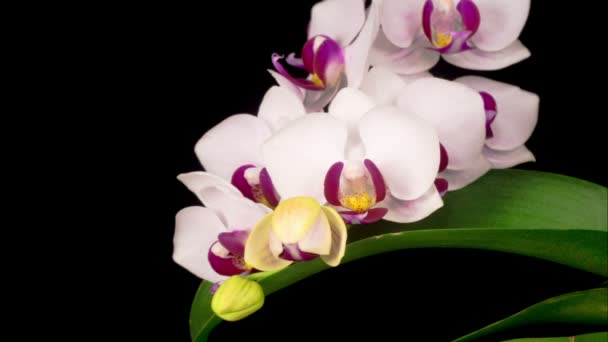 Fiore Bianco Fiorente Phalaenopsis Del Orchid Sullo Sfondo Nero Time — Video Stock