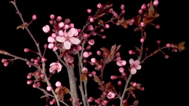 Rosafarbene Blumen Blühen Den Zweigen Des Kirschbaums Dunkler Hintergrund Zeitraffer — Stockvideo