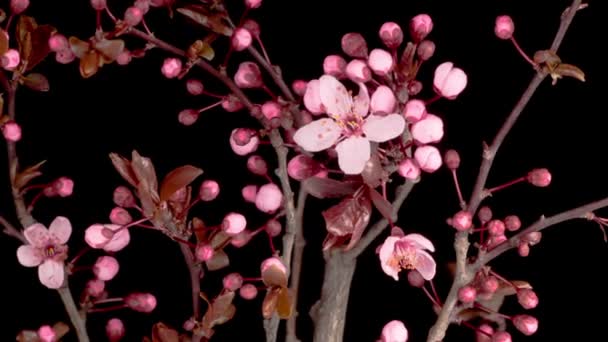 樱桃树枝条上的粉红色花朵绽放 黑暗背景 时间流逝 — 图库视频影像