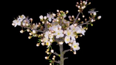 Beyaz Çiçekler Kiraz Ağacı 'nda çiçek açıyor. Karanlık Arkaplan. Zaman Süreleri.