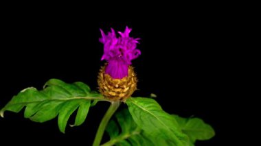 İran Çiçeği 'nin Mor Çiçeği' nin Güzel Zaman Geçidi. Centaurea Dealbata. Siyah Arkaplan.