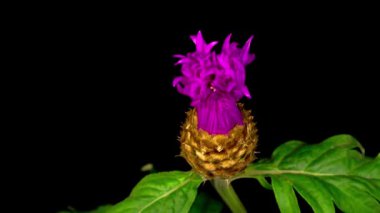 İran Çiçeği 'nin Mor Çiçeği' nin Güzel Zaman Geçidi. Centaurea Dealbata. Siyah Arkaplan.