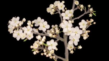 Beyaz Çiçekler Kiraz Ağacı 'nda çiçek açıyor. Karanlık Arkaplan. Zaman Süreleri.