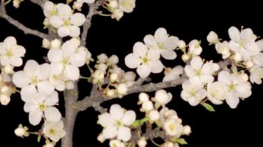 Beyaz Çiçekler Kiraz Ağacı 'nda çiçek açıyor. Karanlık Arkaplan. Zaman Süreleri.