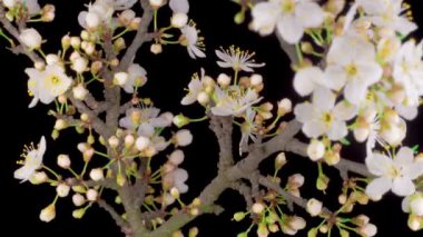 Beyaz Çiçekler Kiraz Ağacı 'nda çiçek açıyor. Karanlık Arkaplan. Zaman Süreleri.