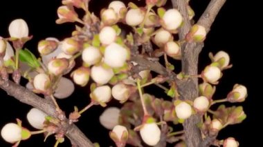 Beyaz Çiçekler Kiraz Ağacı 'nda çiçek açıyor. Karanlık Arkaplan. Zaman Süreleri.