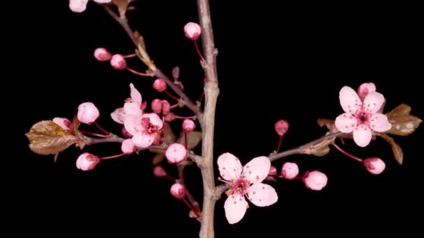 Růžové Květy Květy Větvích Cherry Tree Tmavé Pozadí Časová Prodleva — Stock video