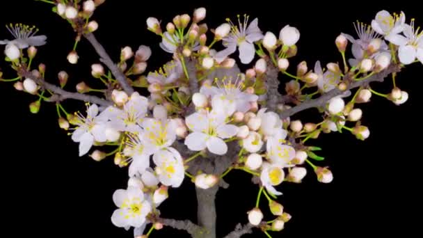 Vita Blommor Blommar Grenarna Körsbärsträd Mörk Bakgrund Tidsförlopp — Stockvideo