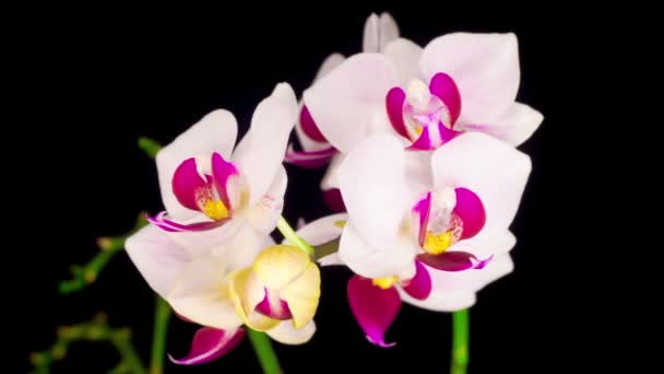 Flor Phalaenopsis Blanca Floreciente Orquídea Sobre Fondo Negro Time Lapse — Vídeo de stock