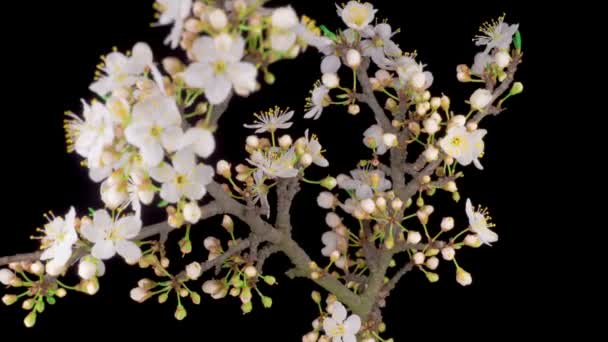 Vita Blommor Blommar Grenarna Körsbärsträd Mörk Bakgrund Tidsförlopp — Stockvideo