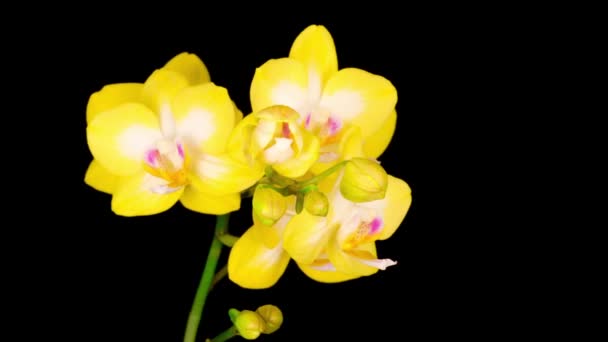 Fleur Jaune Fleurie Phalaenopsis Orchidée Sur Fond Noir Temps Écoulé — Video