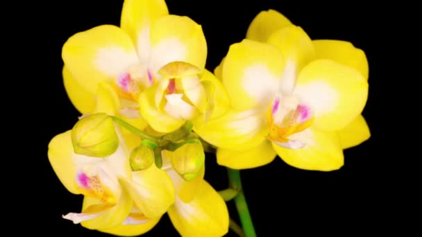 Квітуча Жовта Орхідея Phalaenopsis Квітка Чорному Тлі Час Лапсе Негативний — стокове відео