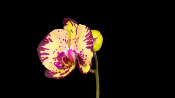 เหล วงกล วยไม Phalaenopsis ดอกไม บนพ นหล ลาบส เวลา — วีดีโอสต็อก