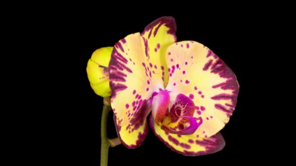 Blommande Gul Magenta Orkidé Phalaenopsis Blomma Svart Bakgrund Tidsförskjutning Negativt — Stockvideo