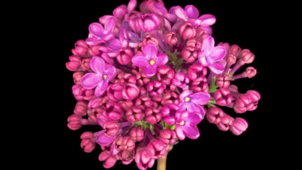 Beautiful Time Lapse Opening Violet Flower Lilac Black Background Англійською — стокове відео