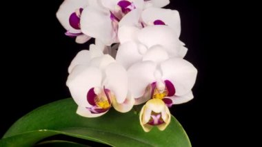 Çiçekli Beyaz Orkide Siyah Arkaplanda Phalaenopsis Çiçeği. Zaman aşımı. Negatif Alan.