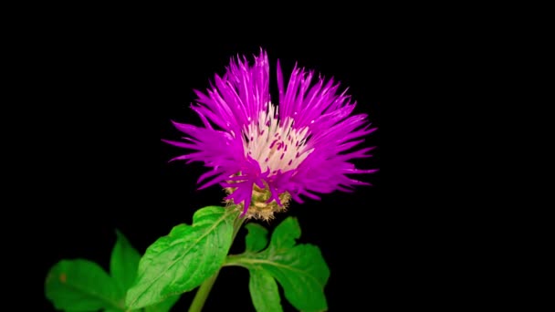 Όμορφη Time Lapse Blossoms Μωβ Λουλούδι Της Περσικής Cornflower Κενταύρια — Αρχείο Βίντεο