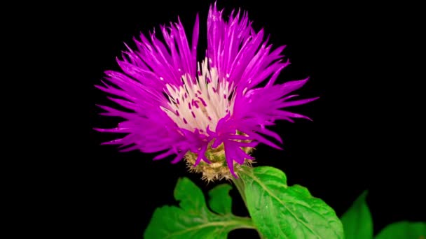 Beautiful Time Lapse Blossoms Purple Flower Persian Cornflower Centaurea Dealbata — Stock Video