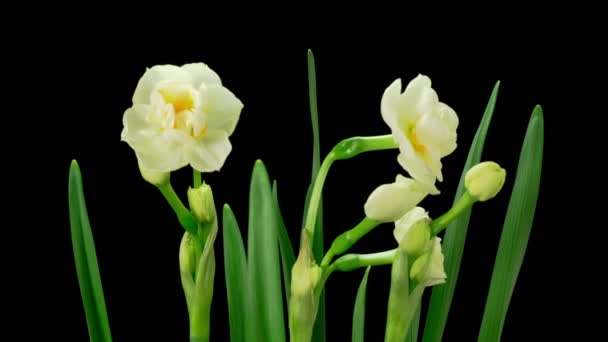 Çiçekli Beyaz Narcissus Çiçeği Zaman Süreleri — Stok video