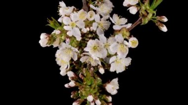 Kiraz çiçeği. Beyaz Çiçekler Kiraz Ağacı 'nda çiçek açıyor. Karanlık Arkaplan. Zaman Süreleri.