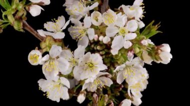 Kiraz çiçeği. Beyaz Çiçekler Kiraz Ağacı 'nda çiçek açıyor. Karanlık Arkaplan. Zaman Süreleri.