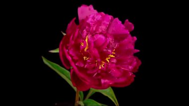 Şakayık çiçekleri. Siyah Arkaplanda Güzel Kırmızı Şakayık Çiçeklerinin Açılışının Zaman Süreleri.