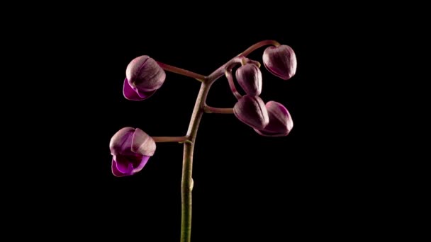 วงกล วยไม Phalaenopsis ดอกไม บนพ นหล เวลา Lapse — วีดีโอสต็อก