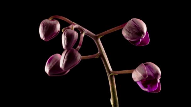 Flor Phalaenopsis Púrpura Floreciente Orquídea Sobre Fondo Negro Tiempo Caducidad — Vídeo de stock