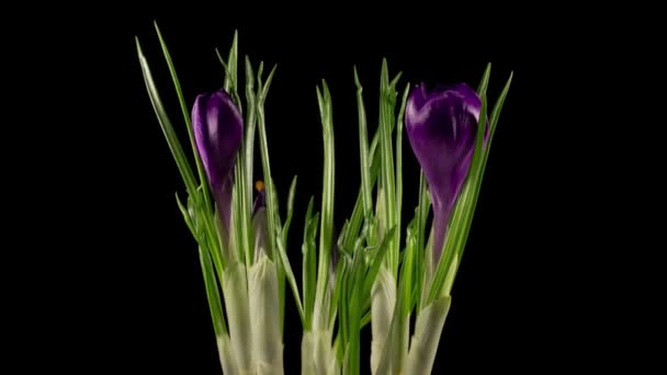 Belle Timelapse Fleur Crocus Bleu Fleurissant Sur Fond Noir — Video