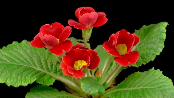 Hermoso Timelapse Primula Roja Primrose Flor Que Florece Sobre Fondo — Vídeo de stock