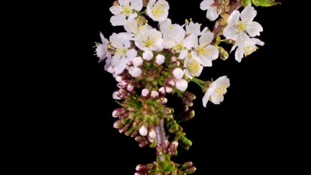 Άνθος Κερασιάς Λευκά Λουλούδια Ανθίζουν Στα Κλαδιά Της Κερασιάς Σκούρο — Αρχείο Βίντεο