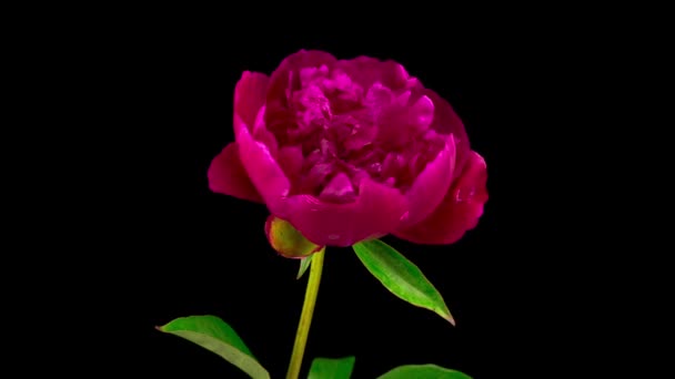 黒を基調とした美しい赤い牡丹の花のタイムラプス — ストック動画