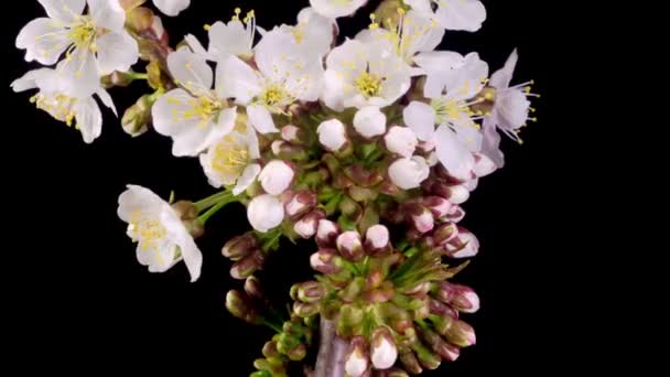 Körsbärsblomma Vita Blommor Blommar Grenarna Körsbärsträd Mörk Bakgrund Tidsförlopp — Stockvideo