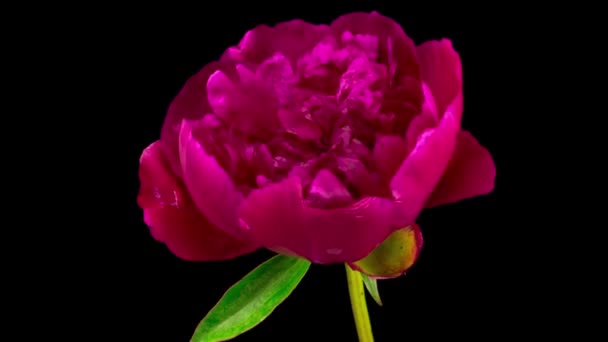Peony Blossoms Time Lapse Opening Piękne Czerwone Piwonie Kwiaty Czarnym — Wideo stockowe