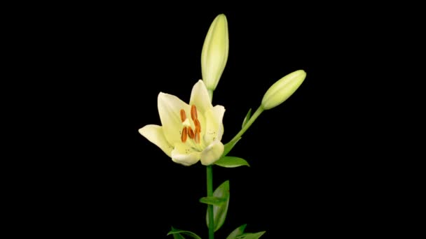 Λευκό Κρίνο Ανθίζει Χρονικό Συνήθειο Ανοίγω Όμορφο Λευκό Λουλούδι Λίλι — Αρχείο Βίντεο