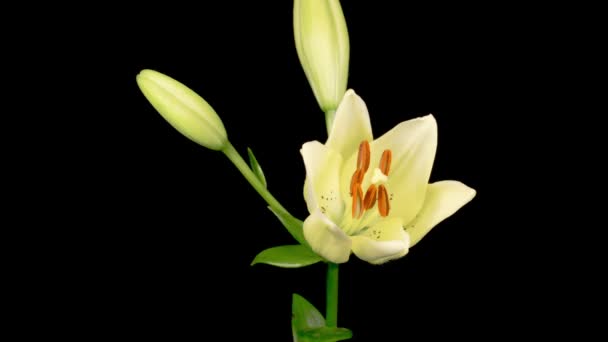 Белая Лили Блоссомс Time Lapse Opening Beautiful White Lily Flower — стоковое видео