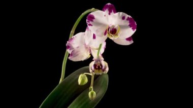 Blooming White - Magenta Orkide Phalaenopsis Çiçeği Siyah Arkaplanda. Zaman aşımı. Negatif Alan.