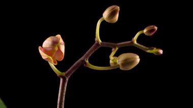 Çiçekli Şeftali Orkidesi Kara Arkaplanda Phalaenopsis Çiçeği. Zaman aşımı. Negatif Alan.