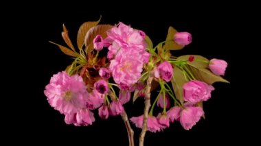 Kiraz çiçeği. Güzel Açılış Pembe Sakura Çiçekleri Kara Arkaplanda Zaman Hızı. Paskalya Tasarımı Kapanışı.