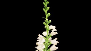 Physostegia Virginiana Çiçekleri. Physostegia Virginiana 'nın Beyaz Çiçeklerini Siyah Arkaplanda Açmanın Güzel Zaman Hızı. Zaman Süreleri.