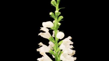 Physostegia Virginiana Çiçekleri. Physostegia Virginiana 'nın Beyaz Çiçeklerini Siyah Arkaplanda Açmanın Güzel Zaman Hızı. Zaman Süreleri.