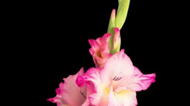 Pembe Gladiolus Çiçekleri. Siyah Arkaplanda Pembe Gladiolus Çiçeğinin Güzel Zaman Süreleri.