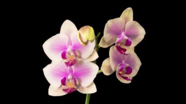 Orkide çiçekleri var. Açılış Güzel Sarı - Pembe Orkide Phalaenopsis Çiçeği Siyah Arkaplanda. Zaman Süreleri.