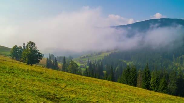 Matin Brumeux Dans Les Montagnes Avec Jeunes Sapins Premier Plan — Video