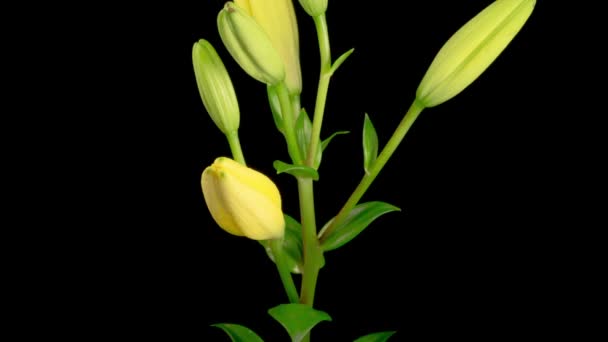 Желтая Лили Блоссомс Time Lapse Opening Beautiful Yellow Lily Flower — стоковое видео